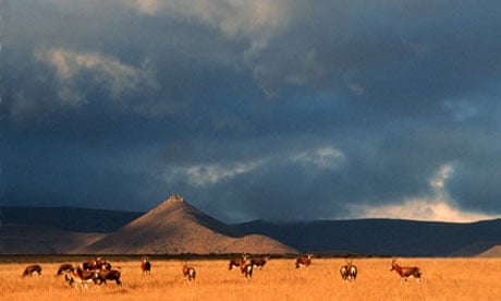 Blesbok herd on open Karoo landscape, South Africa