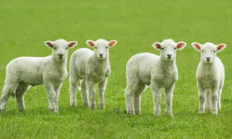 Four lambs in a field