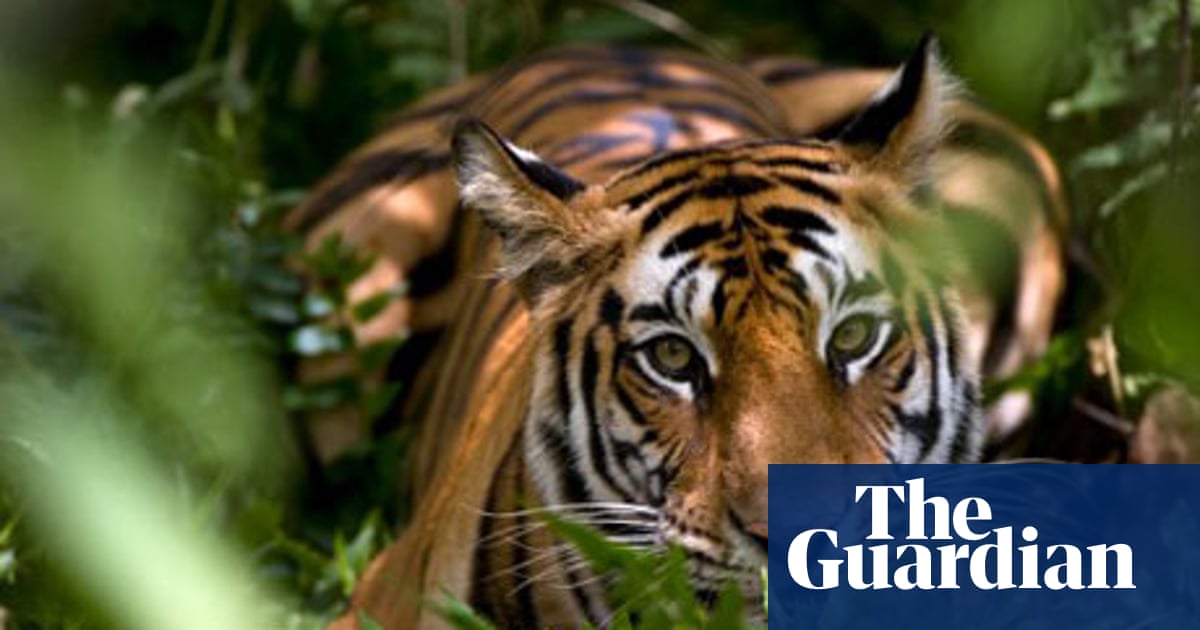India bans tiger tourism | Travel | The Guardian India bans tiger tou