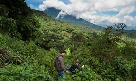 Gorilla tracking, Volcanoes National Park, Rwanda