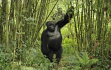 gorillas drunk on bamboo, Rwanda.