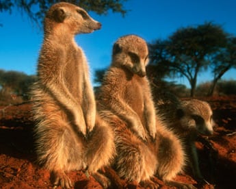 Meerkats in the Kalahari Desert in Africa