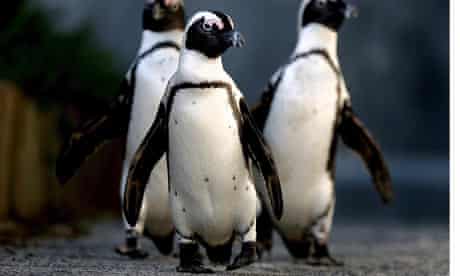 African Penguins south of Cape Town.