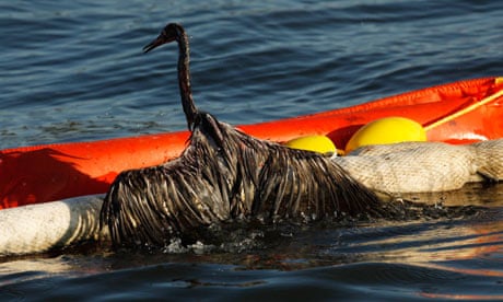 bp oil spill animals dawn