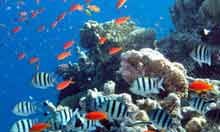 Fish swim past a reef in the Red Sea in Dahab, Egypt
