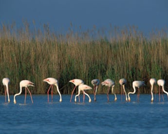 flamingoes