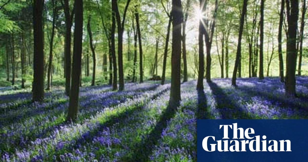 Bloomin Marvellous Bluebells Are Out Travel The Guardian Bloomin Marvellous Bluebells Are Out Travel The Guardian