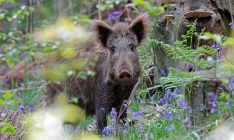 Wild Boar Sow ij the Forest of Dean at Bluebell time