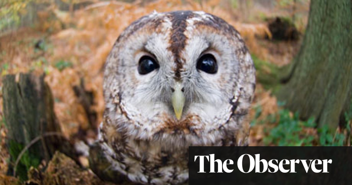 Where to watch birds in kent surrey and sussex