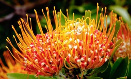 Pincushion flower, Kirstenbosch Botanic Gardens