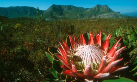 The fynbos on the Western Cape 