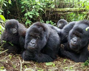 Gorilla family in Rwanda, Volcanoes national park