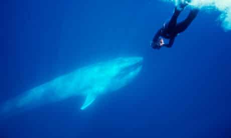 A blue whale in the Pacific