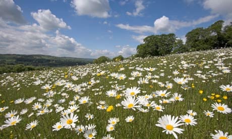 Field of Daisies. A field of hunders of white daisies #Sponsored