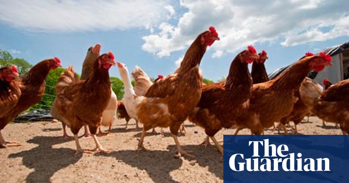 Grow Your Own Chicken Feed Life And Style The Guardian