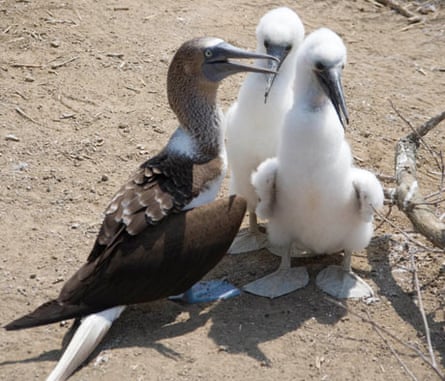 Bluefooted Booby with chicks on  Isla de la Plata