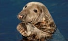 Seal, Martins Haven, Marloes, Pembrokeshire, Wales