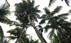 The only way is up … collecting coconuts in Kerala, India.