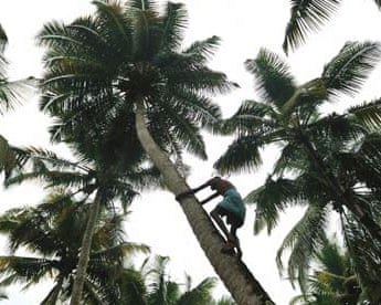 The only way is up … collecting coconuts in Kerala, India.
