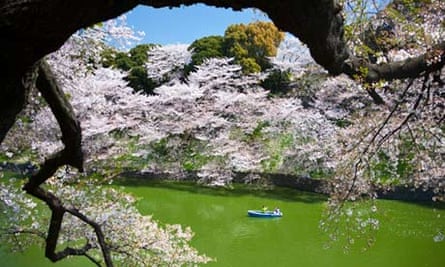 Japan, Tokyo City, Cherry Blossoms at Chidorigafuchi