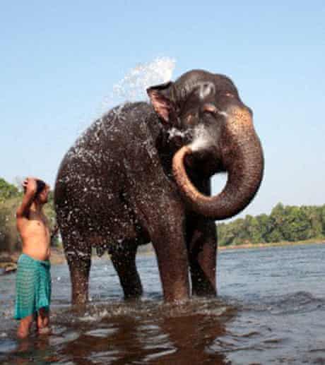 Elephant in Kerala