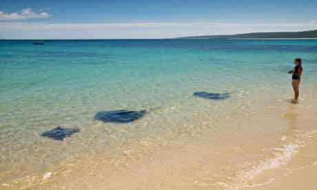 Stingrays, Hamelin Bay, Western Australia