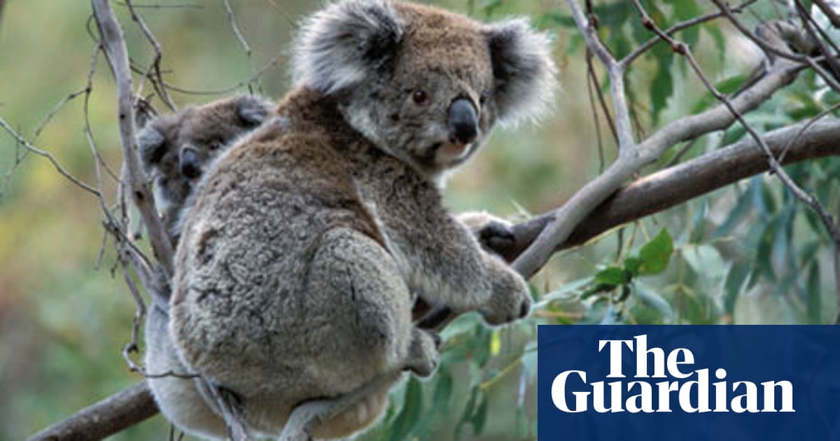 Australian Animal Thefts A Worthless Emu And A Koala Who Fought Back Animals The Guardian