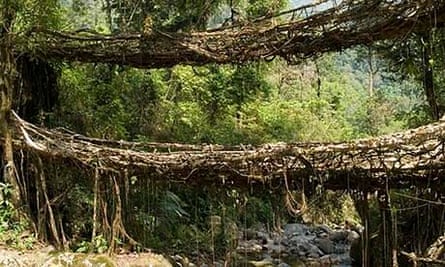 Double-decker root bridge in Meghalaya, India