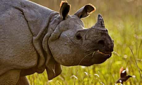 One-horned rhino in Kaziranga national park, India