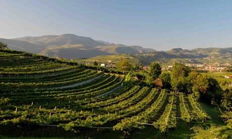 Valpolicella vineyards 