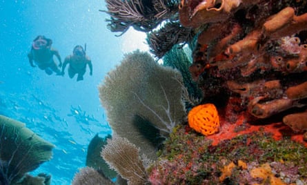 Diving for coral