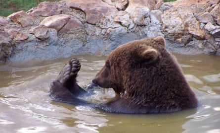 A Kuterevo bear takes a dip