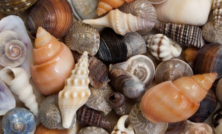 Seashells on Sanibel Island, Florida
