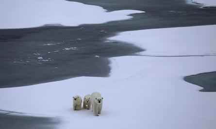 Polar bear and cubs, spotted across the Northwest Passage.