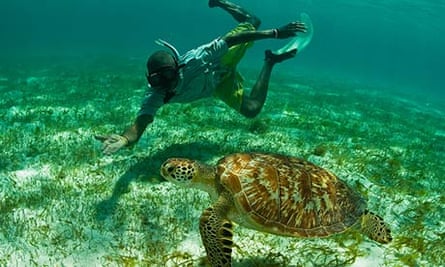 BA Islands: snorkelling with green turtle