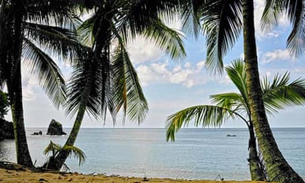 Coconut palm trees on Englishman's Bay.