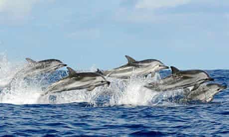 Dolphins swim in the Azores