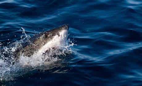 Great White shark off Gansbaai, South Africa