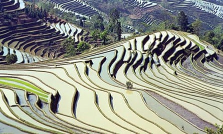Yunnan rice terraces, China