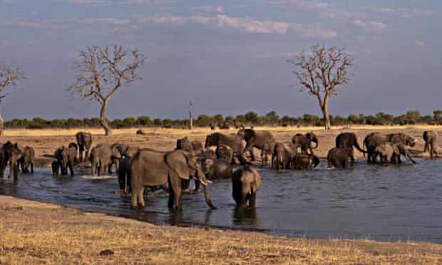 Elephants gather at a waterhole in Hwange national park, Zimbabwe