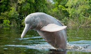 Spotting river dolphins in Bolivia Travel The Guardian Spotting river dolphins in Bolivia Travel The Guardian