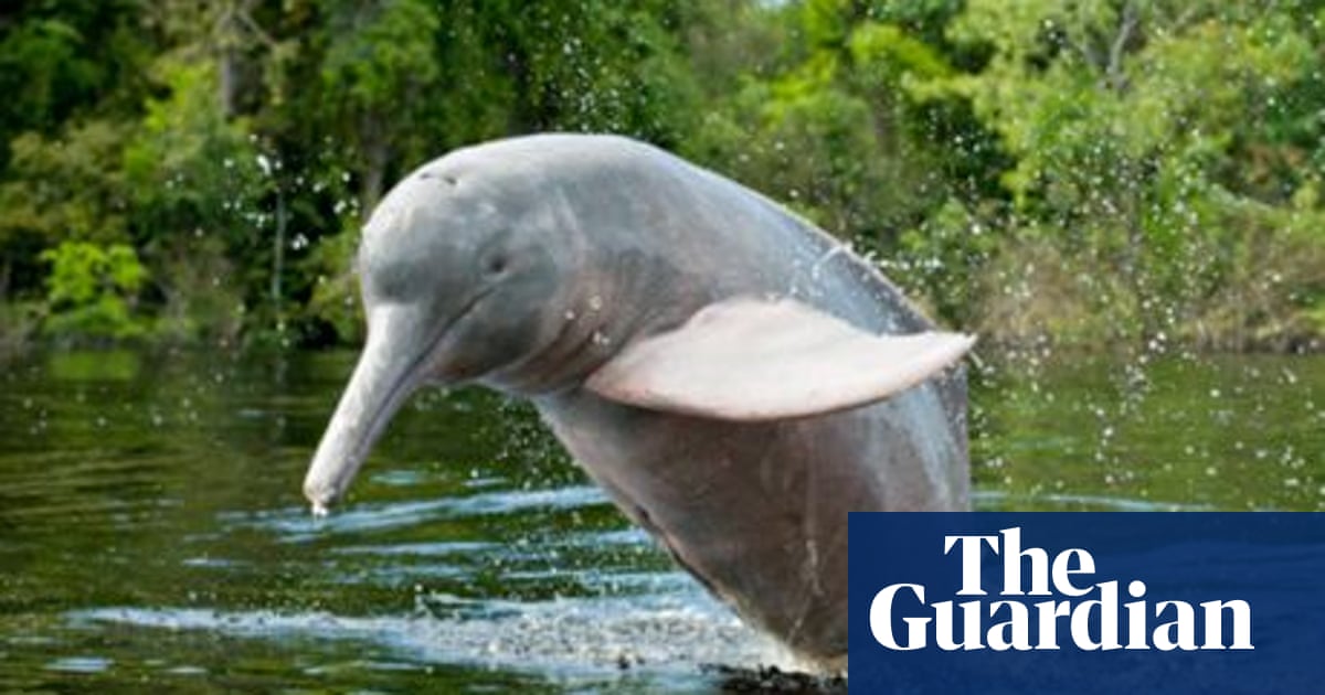 Spotting River Dolphins In Bolivia Bolivia Holidays The Guardian Spotting River Dolphins In Bolivia Bolivia Holidays The Guardian