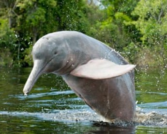 Pink river dolphin