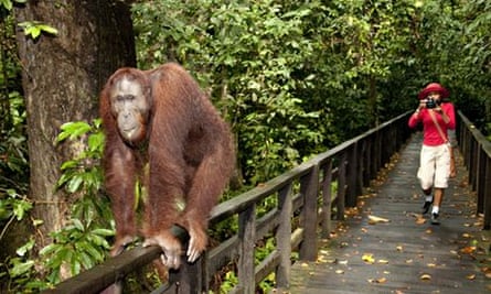 Orangutan at Sepilok rehabilitation centre 