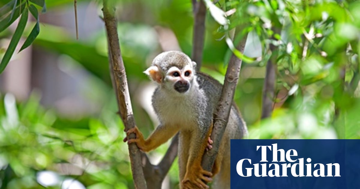 10 Of The Best Things To Do In The Brazilian Amazon Amazon Holidays The Guardian 10 Of The Best Things To Do In The Brazilian Amazon Amazon Holidays The Guardian
