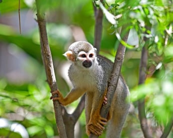 Squirrel Monkey