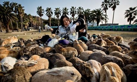 Two tourists sit and feed hundreds of rabbits at Okunoshima Island 