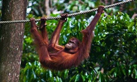 Orangutans at the Sepilok rehabilitation centre 