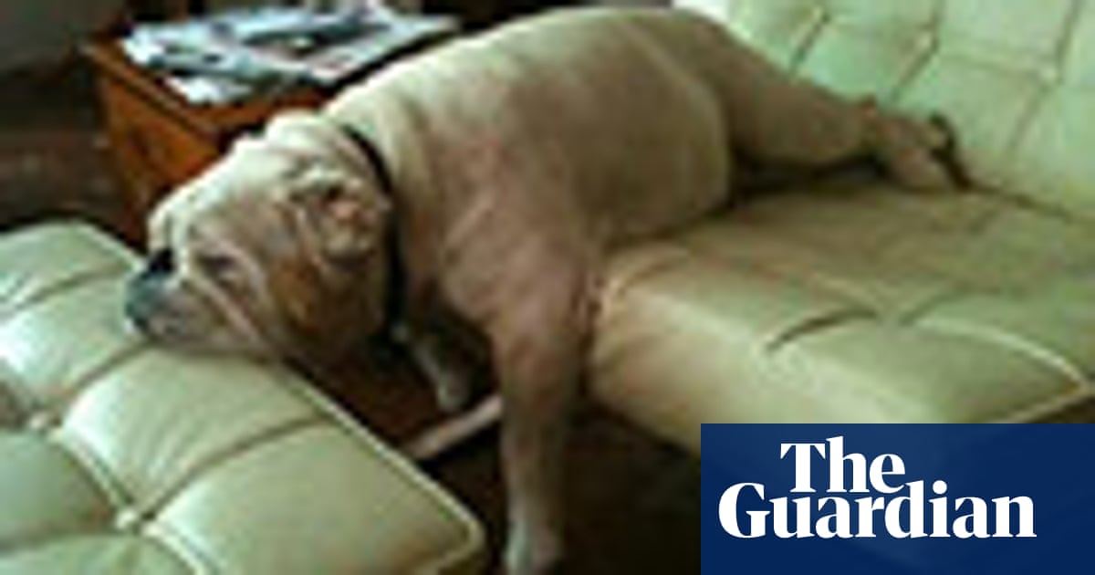 Top Pets Let Sleeping Dogs Lie Your Best Pictures Life And