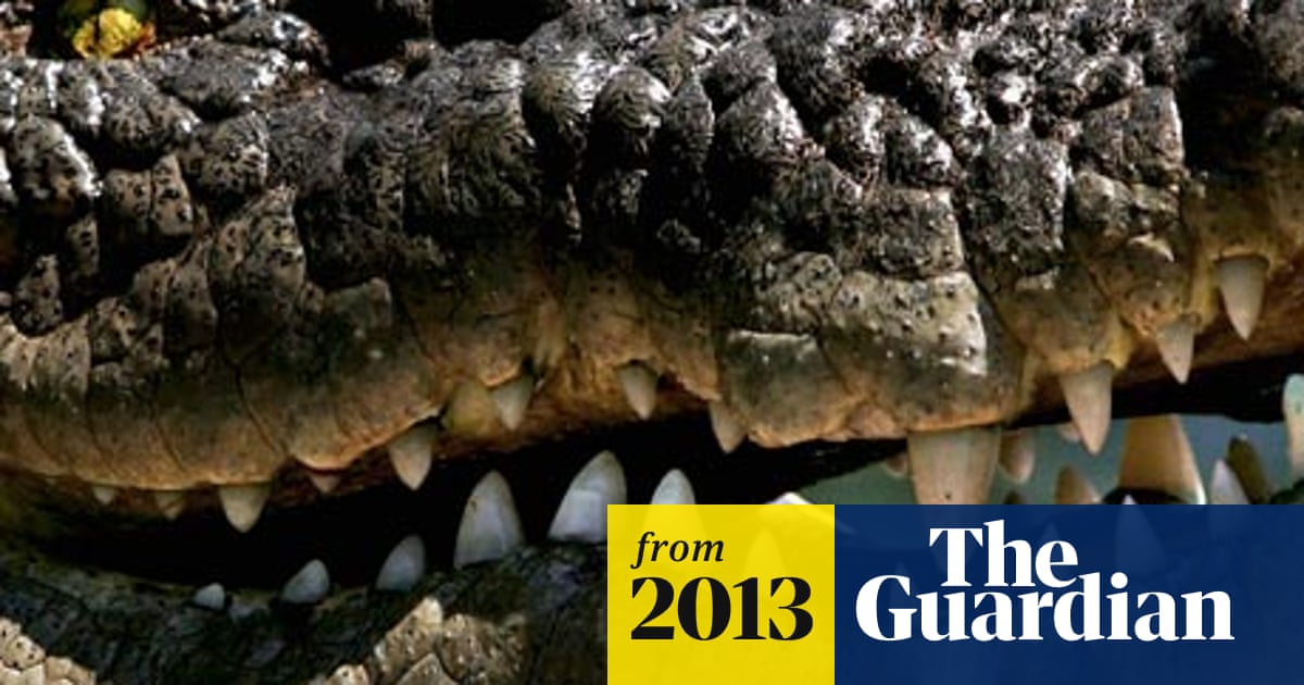 Saltwater crocodile named world's most aggressive | Wildlife | The Guardian
